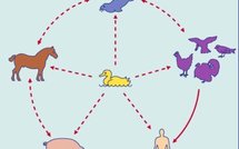 France: un cas de grippe porcine négatif