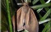 Environnement: Europe 2010, interdiction de produits issus du phoque