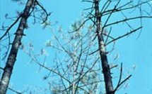 Santé: retarder la retraite pour retarder la maladie