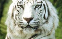 Insolite: une enfant sauvage découverte dans une ville de Sibérie