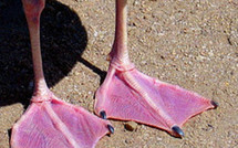 Politique: les nonistes de gauche et de droite