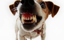 Insolite: revue de presse du 27/07/09