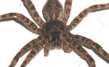 Insolite: revue de presse du 03/08/09