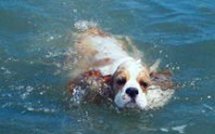 Insolite: revue de presse du 17/08/09