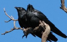 Clearstream: 'l'alliance d'un corbeau et d'un juge'