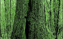 Le Pierre Bergé qui cache la crise