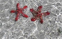 Monde: le mariage homosexuel au Mexique et autres news