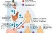 Grippe Aviaire : Les asiatiques coordonnent leurs actions