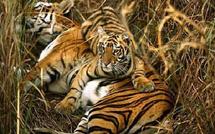 Monde: cinq tigres dans son jardin et autres news