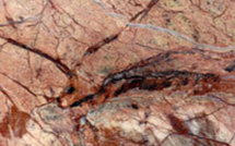 C'est décidé, j'arrête le café.