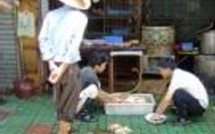 Grippe aviaire en Chine