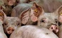 Haïti: la lutte contre le choléra reprend dans le nord et actus Amériques