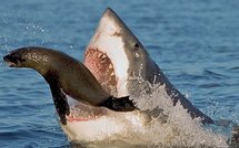 Moyen Orient: nouveau projet de construction en Cisjordanie et infos Afrique