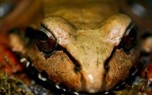 Le gouvernement espagnol approuve une série de mesures et news Europe