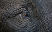 Grèce: grève dans les transports publics