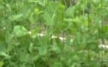 L'actualité du 18/11/05