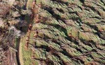 Moyen Orient: l'Iran exécute par pendaison 11 militants sunnites et autres infos