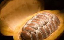 Economie: les exportations de Cognac autant que 35 Airbus A320 et autres news