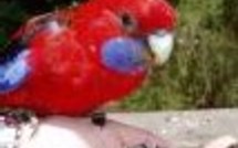 Medias et Publicité