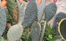 Point monde: Egypte, Algérie, Tunisie, même combat