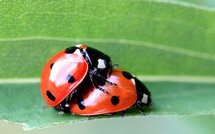 Daimler largue EADS et autres news économie