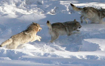 OTAN Russie: bruits de bottes