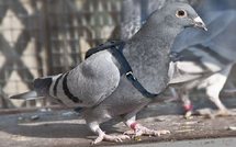 Divers: concours de beauté pour pigeons