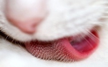 Actu Santé: Notre état de santé sur notre langue...