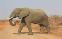 Actu Sciences: Un G8 des éléphants pour sauver les pachydermes