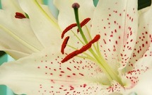 Institut de beauté Dakar