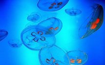 Sciences: les méduses vont-elles dominer le monde et autres infos