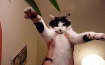 Insolites: chat noctambule et autres actus