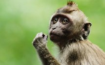 Insolites: macaque en vadrouille et autres news