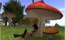 Santé: Les bienfaits des champis