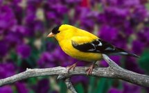 Obama contre Wall street