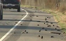 Sciences: les oiseaux tombent du ciel