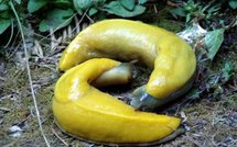 Malware et banane africaine