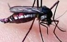 Chikungunya: vaccin ou pas?