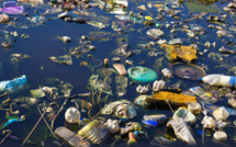 Biodiversité, un rapport consensuel de l'ONU sonne l'alarme