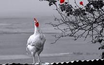 Défiscalisation, effraction et poulets d’élevage