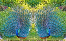 D-Day et des broutilles