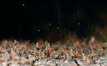 Le miracle de la barbe