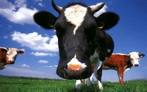 Des faits divers plutôt insolites