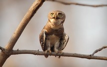 UK: man jailed after stealing and other news