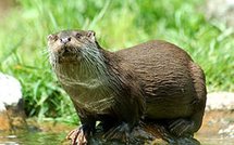 Great-Britain news: Massacre claims