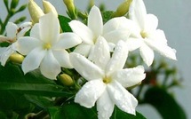 Monde: les révolutions et l'islam