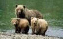 Hautes Pyrénées, du verre dans des pots de miel pour tuer l’ours