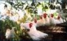 Confinement des volailles