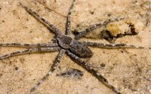 Insolite: araignée mutante