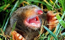 Vanessa Hugdens aux petits soins